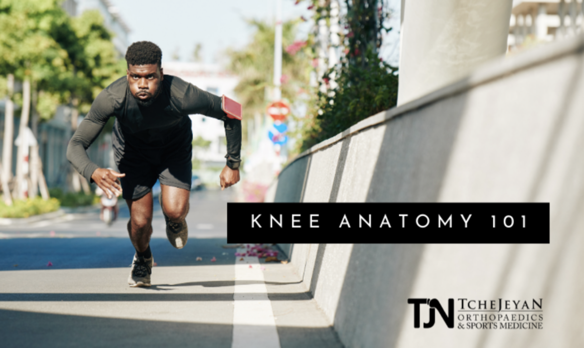 Knee Anatomy 101